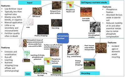 Fertilizers for food and nutrition security in sub-Saharan Africa: An overview of soil health implications